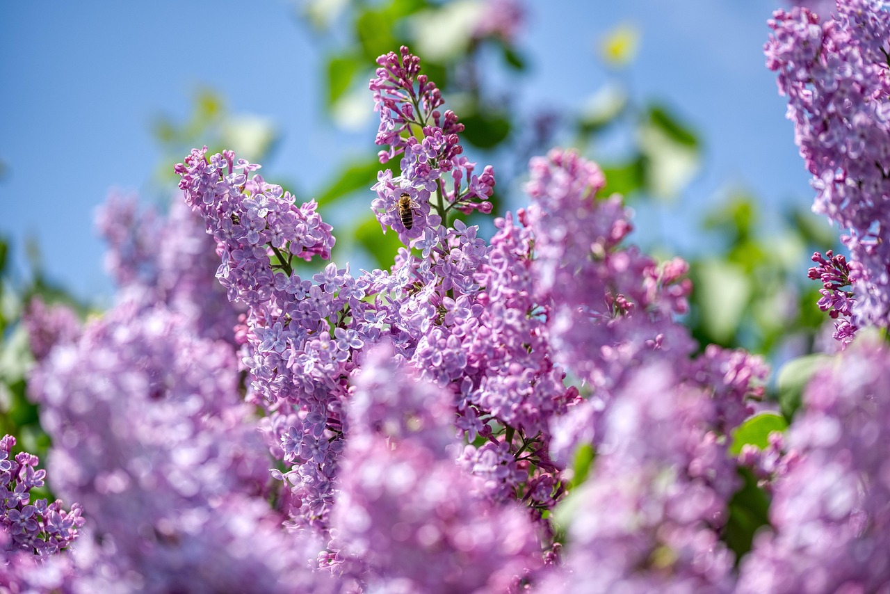 Bijen vliegen rond bloeiende, geurige lentebloemen.