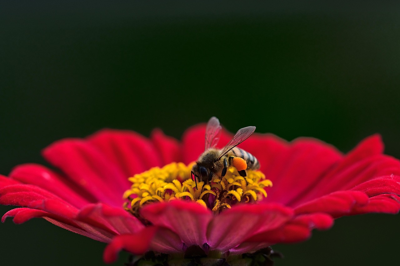 Tuinhulpmiddelen voor het planten van bijvriendelijke bloemen.