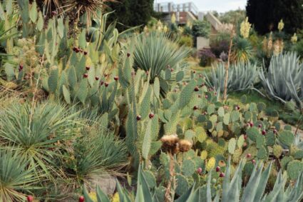Creëer een tropische sfeer in je tuin met exotische planten
