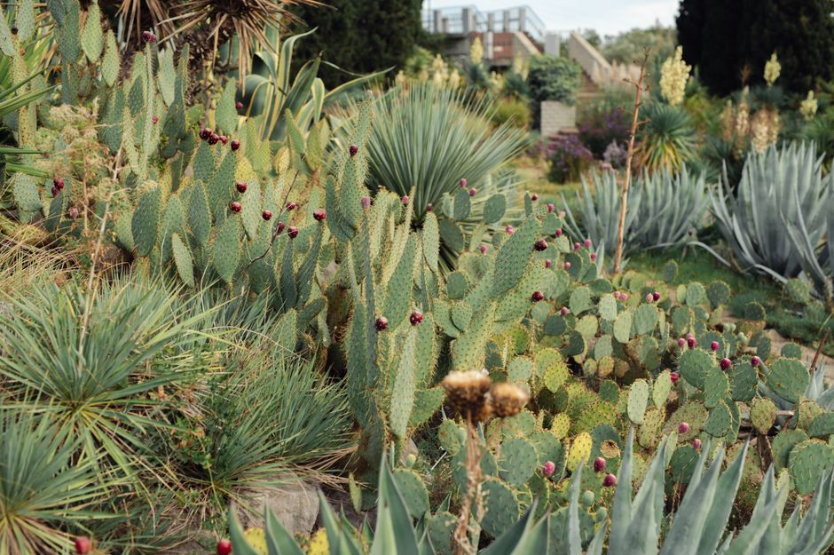 Palmbomen verfraaien een zonnige tuin. Palmbomen verfraaien een zonnige tuin.