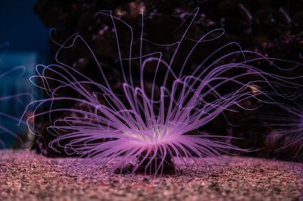 De trend van bioluminescente decoratie in je interieur