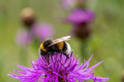 Insectvriendelijke tuinen: hoe je helpt bij het ondersteunen van de biodiversiteit