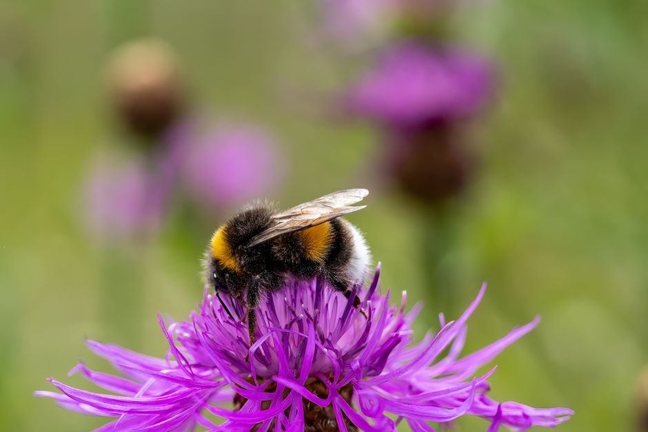 Bijenaantrekkende bloemen in een insectvriendelijke tuin. Bijenaantrekkende bloemen in een insectvriendelijke tuin.