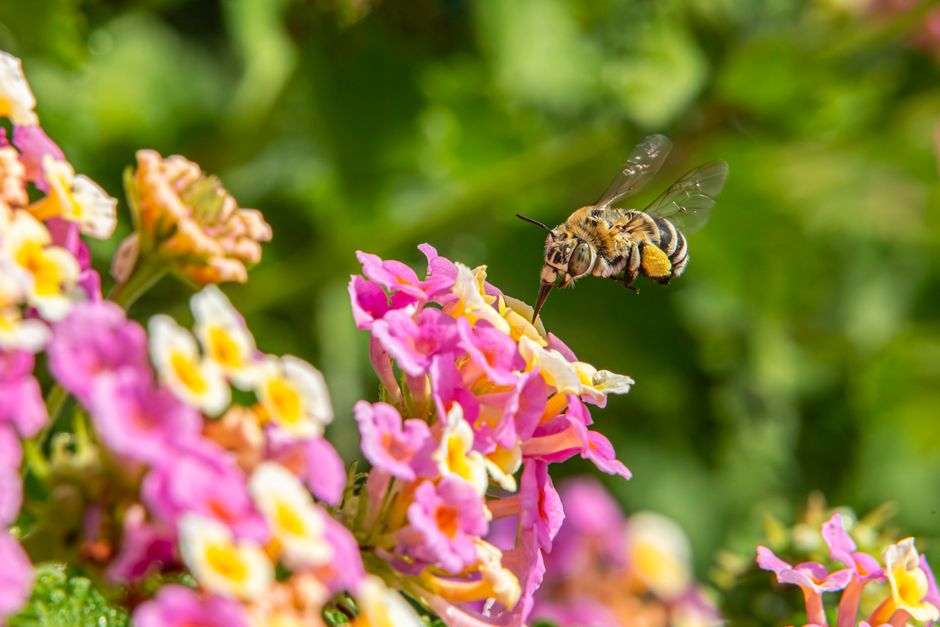 Vlinders genieten van diverse, biodiverse tuinen. Vlinders genieten van diverse, biodiverse tuinen.