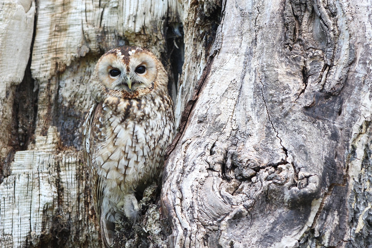 Camouflagepatronen toegepast op tuintegels.
