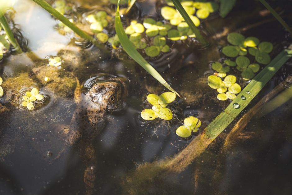 Egel drinkt uit vijver bij avondschemering. Egel drinkt uit vijver bij avondschemering.