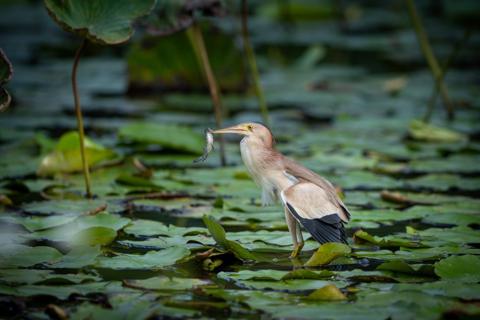 Tuinvijver met kleurrijke kikkers en waterlelies. Tuinvijver met kleurrijke kikkers en waterlelies.