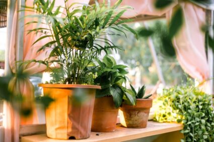 Zomerse planten die bloeien bij weinig licht